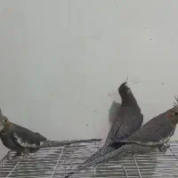 عروس هلندی رام