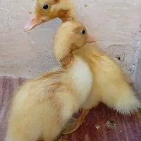 جوجه اردک|حیوانات مزرعه|فین, |دیوار