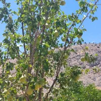 فروش فوری باغ زمین در یاسوج