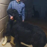 قوچ قره قزل بره میش نرماده گوسفند بز تراکتور پروار