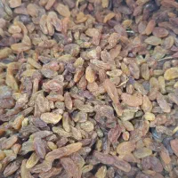 کشمش عسگر