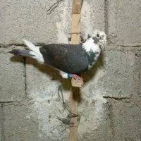 کبوتر دالکی|پرنده|برازجان, |دیوار