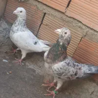 یه جفت سار