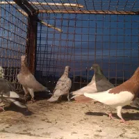 دسته کفتری|پرنده|شیراز, سهلآباد|دیوار