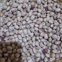 لوبیا چیتی