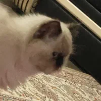 گربه هیمالین|گربه|اردبیل, |دیوار