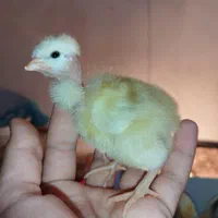 جوجه محلی و گلپایگانی|حیوانات مزرعه|گرگان, |دیوار