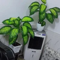 گل دیفن|گل و گیاه طبیعی|اسلام‌‌آباد غرب, |دیوار