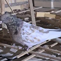 ماده کله هفرنگ کاکلی درجه یک