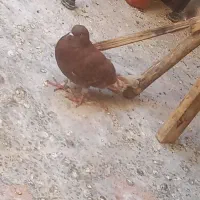 کبوتر|پرنده|بندرعباس, |دیوار