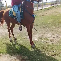اسب حمدانی