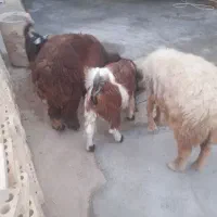 یک بر نر  با شیشک