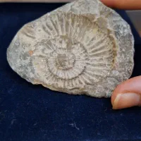 فسیل،توافقی،زیبا