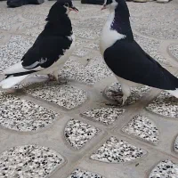 کبوتر