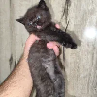 بچه گربه بریتیش|گربه|اندیشه, اندیشه فاز ۱|دیوار