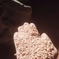 گندم
