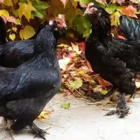 مرغ مرندی اسنم