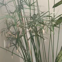 گل‌های طبیعی|گل و گیاه طبیعی|چوار, |دیوار