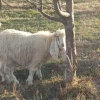 بزغاله نر|حیوانات مزرعه|سیلوانه, |دیوار