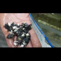 ماهی بارب بالن و کالرویدو