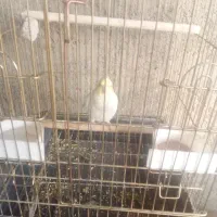 عروس هلندی|پرنده|بومهن, |دیوار