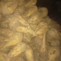 چغندر بریانی دیمی