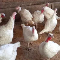 بوقلمون گوشتی|حیوانات مزرعه|میاندوآب, |دیوار