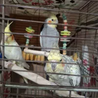 ۲جفت عروس هلندی کار داده و سرحال و بالغ|پرنده|بومهن, |دیوار