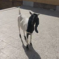 یک عدد بز پاکستانی بفروش میرسد|حیوانات مزرعه|رفسنجان, |دیوار