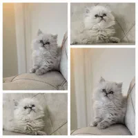 گربه نژاد دار