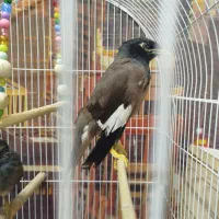 مرغ مینا نر