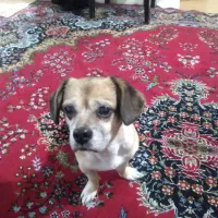 واگذاری سگ شیتزو|سگ|تهران, باشگاه نفت|دیوار