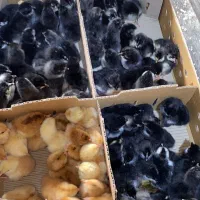 جوجه جهادی محلی لوهمن خالدار|حیوانات مزرعه|بیرجند, |دیوار