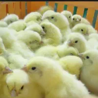 بم ارسالی مستقیم جرعی وکلی جوجه واکسینه گوشتین