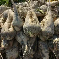 چغندر|خوردنی و آشامیدنی|سلماس, |دیوار