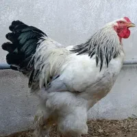 برهما غول پیکر