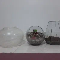 تنگ کاکتوس