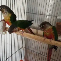 جوجه گرینچیک. عروس هلندی.  سهره قناری.