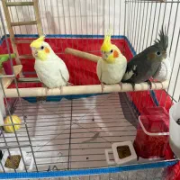 عروس هلندی|پرنده|قشم, |دیوار