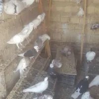 کبوتر پرشی یجا بفروش میرسد|پرنده|رباط‌کریم, |دیوار