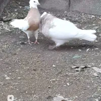 نر ماده خال قدیم