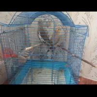 دوتا عروس هلندی