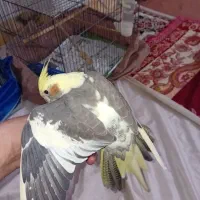 عروس هلندی سخنگو خوشکل وناز