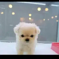 توله سگ نمکی واگذاری 2900|سگ|تهران, صادقیه|دیوار