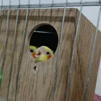 جوجه کوچولو عروس هلندی