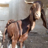 بز پاکستانی|حیوانات مزرعه|چغادک, |دیوار