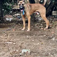 سگ ادام چیل معاوضه میکنم با سگ