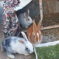 خرگوش  فروشی|موش و خرگوش|سنقر, |دیوار