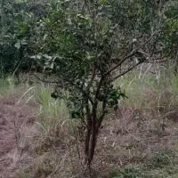 فروش زمین  مسکونی سند دار