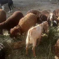 بره|حیوانات مزرعه|مشهد, شهرآباد|دیوار